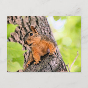 Postal Festiva Bashful