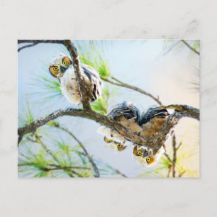 Postal Festiva Bebé lindo Lechuzas en blanco todas las ocasiones