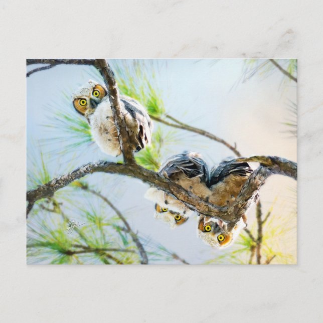 Postal Festiva Bebé lindo Lechuzas en blanco todas las ocasiones (Anverso)