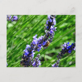 Postal Festiva Bee foraging on lavender in the Drôme provencale