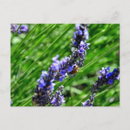 Postal Festiva Bee foraging on lavender in the Drôme provencale 