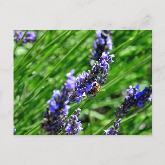 Postal Festiva Bee foraging on lavender in the Drôme provencale  (Anverso)