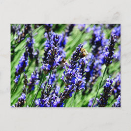 Postal Festiva Bee foraging on lavender in the Drôme provencale 