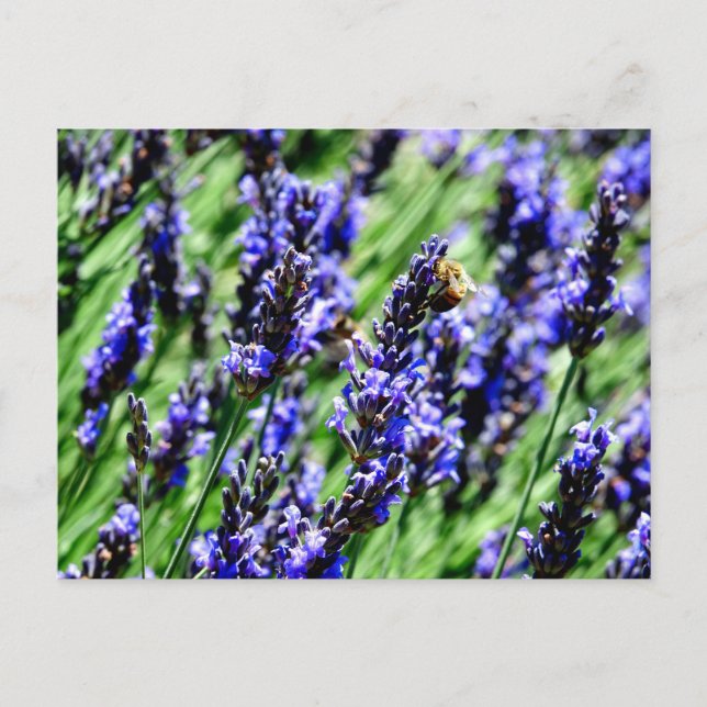 Postal Festiva Bee foraging on lavender in the Drôme provencale  (Anverso)