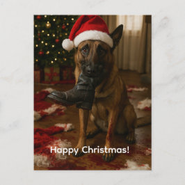 Postal Festiva Belgian Malinois Eaten Santa Christmas postcard