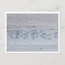 Postal Festiva Belleza aguacate