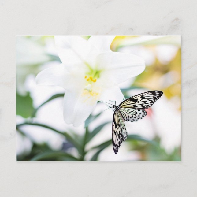 Postal Festiva Bendiciones de Pascua 1 Juan 2:25 Verso de la Bibl (Anverso)