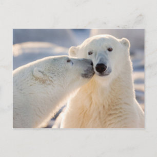 Postal Festiva Beso de oso polar