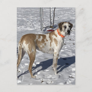 Postal Festiva Big Fawnequin Gran perro Dane ojos tristes Cara de