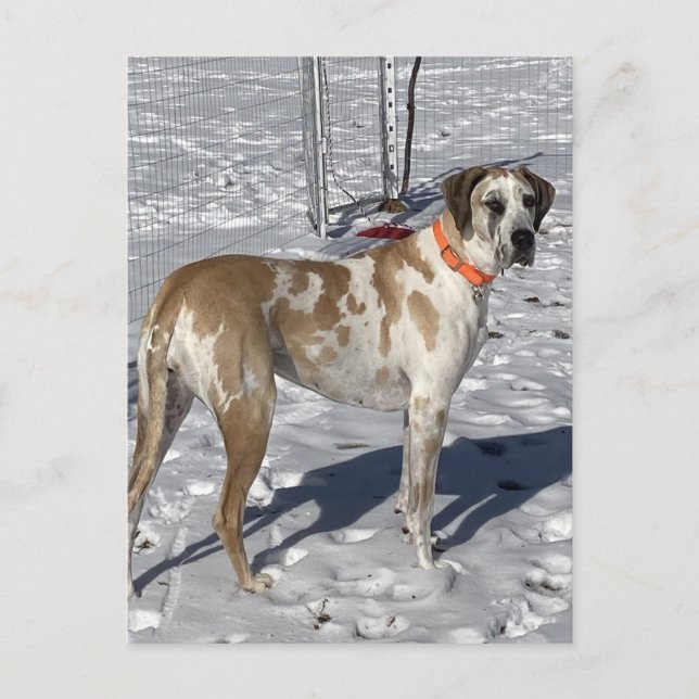 Postal Festiva Big Fawnequin Gran perro Dane ojos tristes Cara de (Anverso)