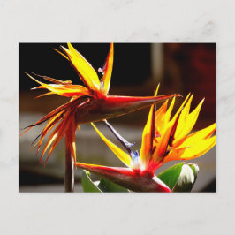 Postal Festiva Birds of Paradise : Flower from Mexico