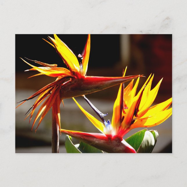 Postal Festiva Birds of Paradise : Flower from Mexico (Anverso)