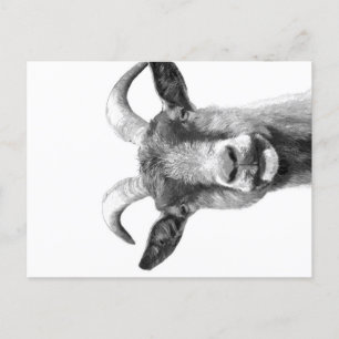 Postal Festiva Black and White Goat _Funny Goat Canvas 