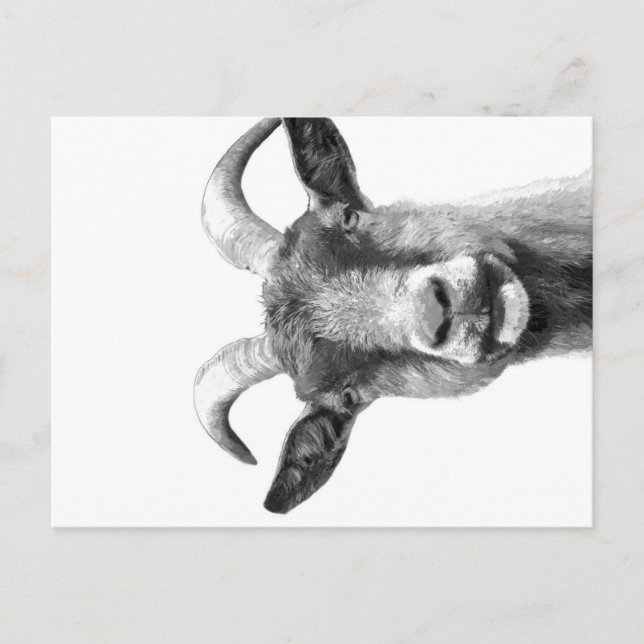 Postal Festiva Black and White Goat _Funny Goat Canvas| (Anverso)