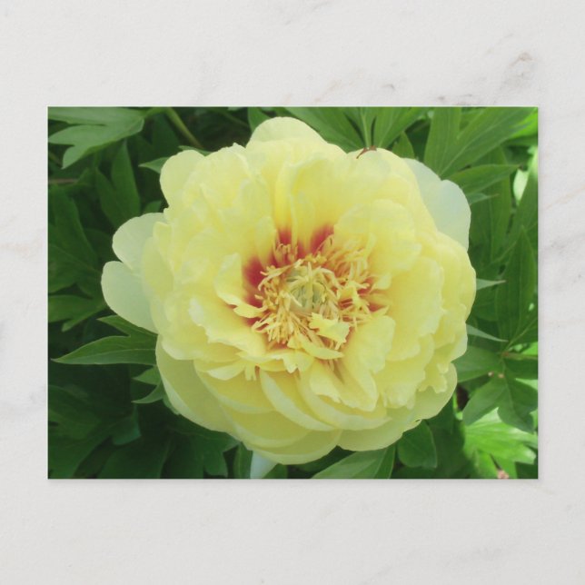 Postal Festiva Bonito Bartzella Peony Flower Bloom PC (Anverso)