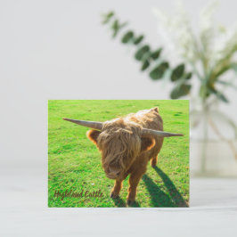 Postal Festiva Bovinos de la región ganadera para animales y gana