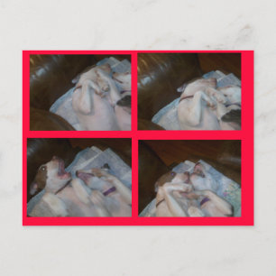 POSTAL FESTIVA BOXEO MATILDAS WAITIN EN SANTA