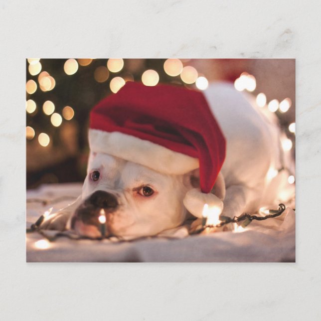 Postal Festiva Boxer Santa (Anverso)