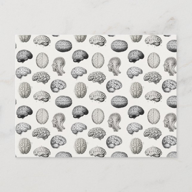 Postal Festiva Brain Anatomy Biology Illustrations (Anverso)