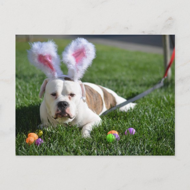 Postal Festiva Bulldog del valle de Pascua (Anverso)