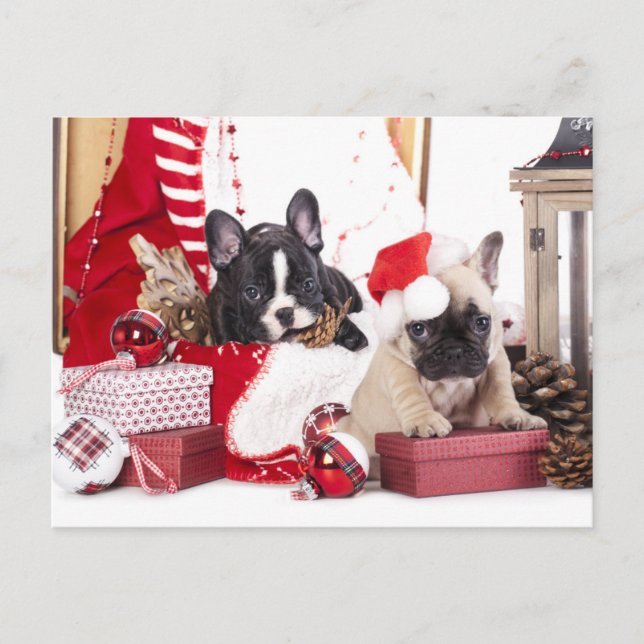 Postal Festiva Bulldog francés de Navidades de pipa (Anverso)