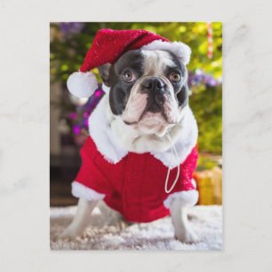 Postal Festiva Bulldog francés evalúa a Navidades