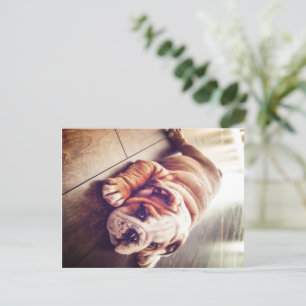 Postal Festiva Bulldog Inglés Ligero Perro Foto de perro