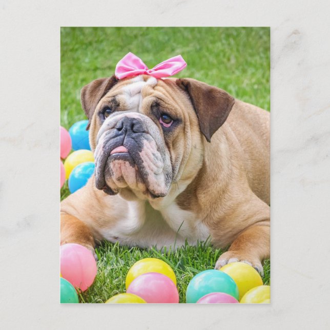 Postal Festiva Bulldog Perro animal dulce de Pascua Hundeportrait (Anverso)