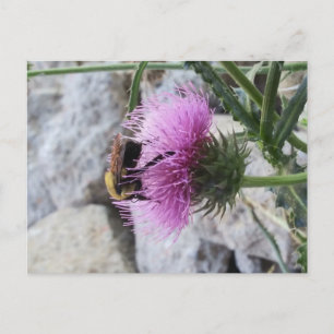 Postal Festiva Bumblebee cosecha una flor de Thristle morado