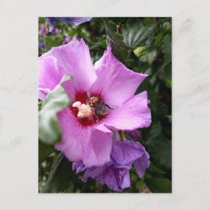 Postal Festiva Bumblebee en la flor de Hibiscus