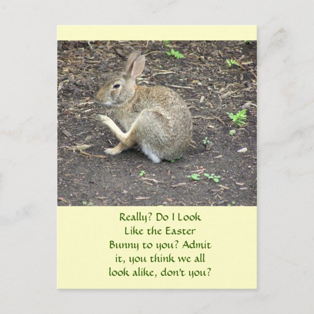 POSTAL FESTIVA BUNNY RABBIT /HUMOROUS POSTCARD (Anverso)