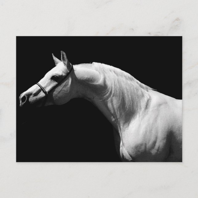 Postal Festiva Caballo blanco y negro (Anverso)