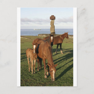 Postal Festiva Caballo que pasta en la isla de pascua (Rapa Nui).