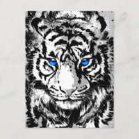 Cabeza de tigre blanco siberiana - Ojos azules tig