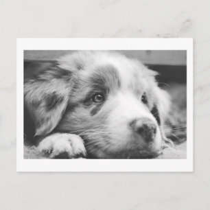 Postal Festiva cachorro de pastor australiano en blanco y negro