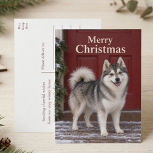 Postal Festiva Cachorro De Pomsky Adorable Amante De Perros Feliz