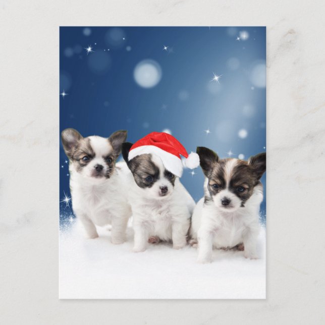 Postal Festiva Cachorros de Chihuahua con Navidades de Santa Hat (Anverso)