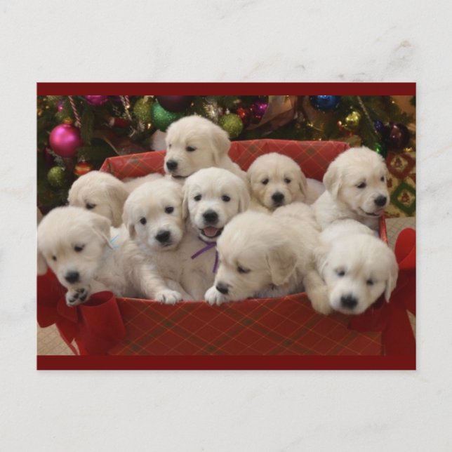 Postal Festiva Cachorros de Happy Holiday Golden Retriever (Anverso)