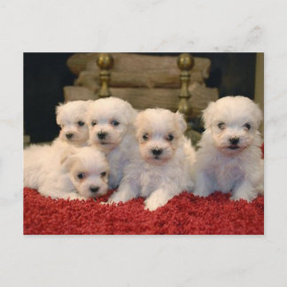 Postal Festiva Cachorros malteses navidades