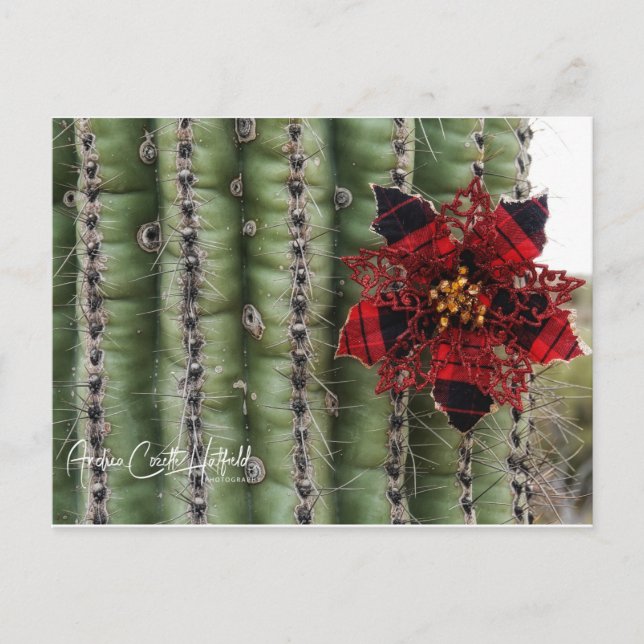 Postal Festiva Cactus (Anverso)