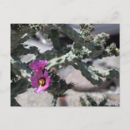 Postal Festiva Cactus Cholla en flor