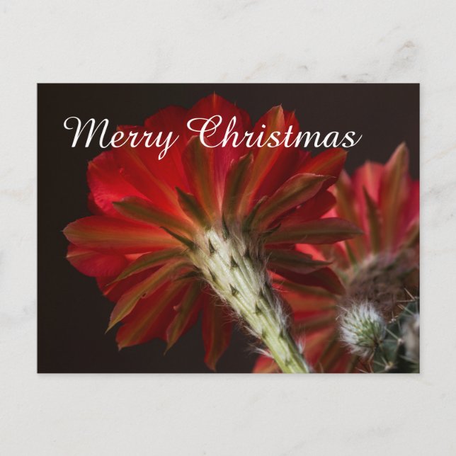 Postal Festiva Cactus de Firelight por todas partes, Feliz Navida (Anverso)