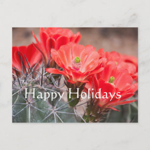 Postal Festiva Cactus Erizo ,Felices Fiestas