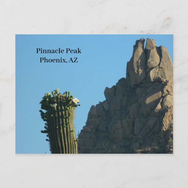 Postal Festiva Cactus máximo del alza de Phoenix AZ del pináculo (Anverso)