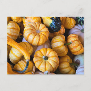 Postal Festiva Calabazas y calabazas