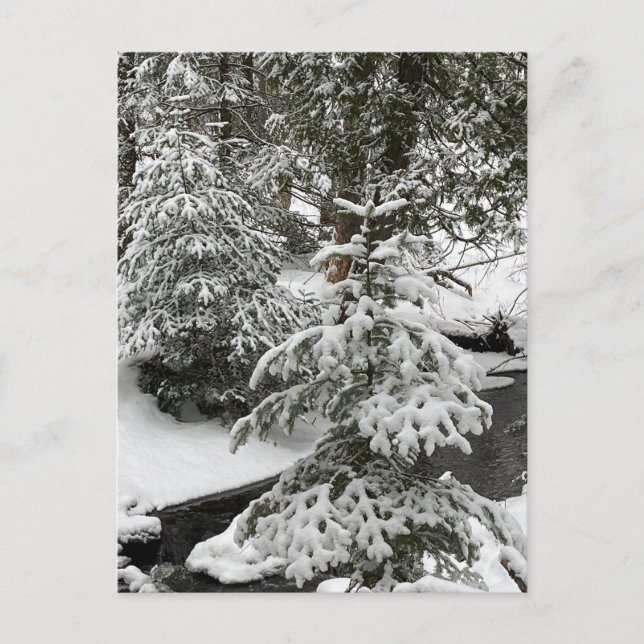 Postal Festiva Caminata de la manga de la nieve de invierno (Anverso)