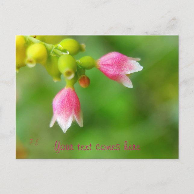 Postal Festiva campanas rosas (Anverso)