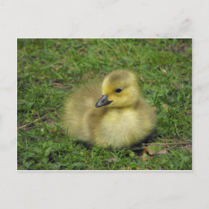 Postal Festiva Canadá Goose Gosling