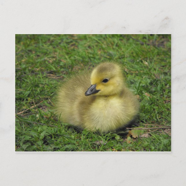 Postal Festiva Canadá Goose Gosling (Anverso)