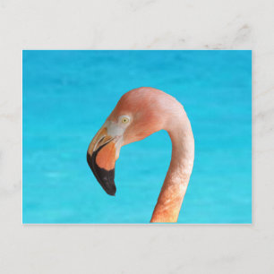 Postal Festiva Cara de flamingo rosa contra agua azul en